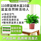 京东绿植绿萝盆栽除甲醛花卉绿植办公室新房净化空气110款10盆装源头直发