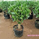 玉树盆栽厚脸皮植物老桩多年生绿植阳台耐旱四季常花卉多肉植物 【棒棒糖造型】玉树10年大苗 加仑盆(送托盘)
