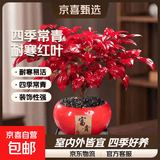 火焰南天竹盆栽冬季耐寒红叶绿植室内外客厅阳台四季好养植物盆景 火焰南天竹+花开富贵盆+底座+黑沙+吊卡 （含陶瓷盆）