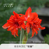 海蒂的花园旗舰店南非朱顶红进口重瓣种球室内阳台球根花卉植物保证对版种球 南非朱顶红吹奏20/22【26年新球】 12+