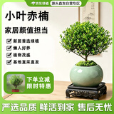 京东绿植小叶赤楠老桩苗微景观摆件办公室内好养绿植盆栽绿冰裂源头直发