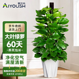爱优尚大叶绿萝柱盆栽客厅大型绿植办公室内除甲醛净化空气绿箩源头直发