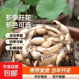 大型观赏荷花种藕苗 莲藕种苗 盆栽荷花种根苗荷花苗莲藕苗莲花苗 家庭种植藕【适合花盆缸桶】 五颗装【带芽发货】