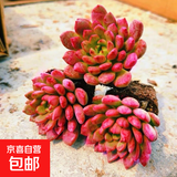 招财钱串吸财树多肉植物办公室桌面绿植盆栽花卉新手好养 【传统国学红红火火】红宝石3颗