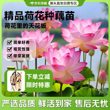 京东绿植观赏荷花藕种盆栽水养莲花苗碗莲花卉种籽子水培池塘植物源头直发