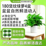 京东绿植绿萝盆栽除甲醛花卉绿植办公室新房净化空气180白竖纹4盆源头直