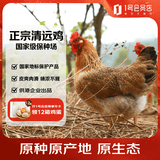 1号会员店（One's Member）纯种散养清远鸡 生态慢养168天供港土鸡走地鸡鸡肉 900g
