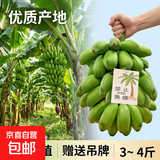 宝宝蕉工位绿植【禁止蕉绿】小米蕉水果送吊牌 超美观赏绿植 【禁止蕉绿】3~ 4斤 带箱 赠送吊牌