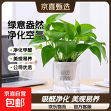 特价绿萝盆栽室内客厅办公室吸甲醛净化空气水培植物绿植花卉好养 【公司美观20盆】绿萝+早安吸水盆 整体含盆高度20-25cm