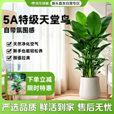 京东绿植天堂鸟盆栽办公室内大型绿植大叶好养易活客厅新房吸甲醛源头直发
