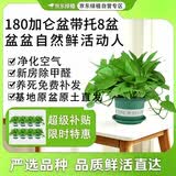 京东绿植绿萝盆栽除甲醛花卉绿植办公室180款加仑托盘盆8盆装源头直发