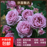 果汁阳台月季花苗四季开花卉盆栽绿植物室内花易活玫瑰带花苞庭院 蓝色阴雨【大花浓香，月月开分枝多】 【带花苞】【盆口径15cm】原盆冠25高35