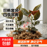 竹节海棠花卉盆栽大叶斑点易活四季阳台观叶秋海棠木本绿植物好养 2年苗2颗【不含盆】