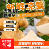 水果凉薯沙地凉薯白地瓜地萝卜皮薄肉多现摘现挖脆甜多汁 水果凉薯1斤