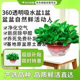 京东绿植绿萝盆栽除甲醛花卉绿植办公室新房净化空气360自吸盆1盆源头直