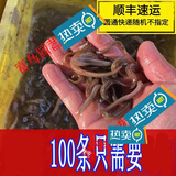 SHXI泥鳅苗新鲜幼苗小泥鳅本地活体圆鳅苗活筏钓体放生养殖苗 2-3cm  50条+5路损限一件无赠品