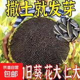 食用型千里香向日葵种子易种高产瓜子种子食用向日葵花籽大田种植 食用型千里香向日葵种约50粒1包