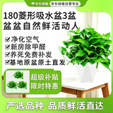 京东绿植绿萝盆栽除甲醛花卉绿植办公室新房净化空气180菱形3盆源头直发