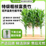 京东绿植水培绿植富贵竹水养植物 富贵竹10支70-80cm高-不含瓶 源头直发
