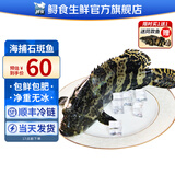 鲟食活冻石斑鱼野外生长海捕龙胆珍珠斑 老虎斑生鲜鱼类海鲜 500-600g/条【买一送一】到手2条