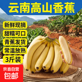 云南高山香蕉 新鲜水果现摘甜糯香蕉 带花皮 青蕉发货 常温放熟吃 3斤