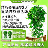京东绿植绿萝盆栽除甲醛花卉绿植办公室新房净化空气160红2盆源头直发