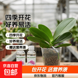 年宵花春节蝴蝶兰盆栽绿植花卉年货装饰过年四季开花大苗好养易活 光芒---【包开花】送营养液2包 小苗不带花剑