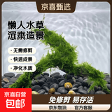 鱼缸懒人水草植物淡水有茎草缸造景水族箱中后景水族套餐包邮 三角莫斯沉木