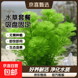 【京东物流】水草套餐 好养耐活真水草植物绿菊大叶绿九冠鱼缸 随机 1 2杯(吸盘杯)