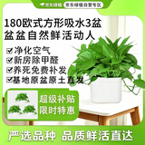 京东绿植绿萝盆栽除甲醛花卉绿植办公室新房净化空气180方形3盆源头直发