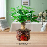 花知态发财树盆栽室内客厅桌面绿植小盆景大发财树苗招财树吸甲醛植物 陶瓷盆A款+单棵发财树 含盆