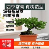 迎客松盆景植物室内松树绿植花卉小盆栽四季常青真树造型盆景树桩 造型苗30cm长+送塑料方形盆 不含盆