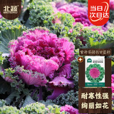 北蔬 羽衣甘蓝种子苗四季盆栽食用观赏蔬菜籽 紫开屏羽衣甘蓝种子60粒