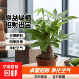 发财树盆栽大植物室内办公室桌面客厅小盆景招财树苗绿植花卉盆栽 中单杆发财树 8-10cm【原盆】 【送肥料】