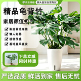 京东绿植老桩龟背竹大盆栽客厅室内大型植物大叶真绿植0.8-1m圆形源头直发