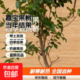 树葡萄苗果树嘉宝果苗正宗沙巴加宝果南北方四季庭院名贵种植盆栽 【店长力荐/结果多多】地径3公分 111cm(含)-140cm(含)