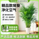 京东绿植散尾葵大型绿植客厅办公室内落地四季常青净化空气凤尾竹源头直发