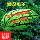 【亏本冲量】西瓜种子西瓜阳台盆栽农家田园瓜种大全各种各样 懒汉瓜王西瓜种子1包约50粒