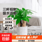 发财树盆栽大植物室内办公室桌面客厅小盆景招财树苗绿植花卉盆栽 三杆发财树 5-8cm【泡泡吸水盆】 【送肥料】