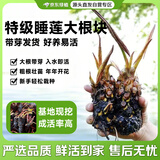 京东绿植水培植物睡莲盆栽莲花水养花卉池塘鱼缸水生植物开花混色源头直发