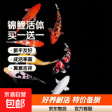锦鲤鱼锦鲤活鱼活体小鱼苗观赏鱼好养耐活观赏鱼鱼缸鱼池好养耐活 3-5cm特价随机锦鲤1送1备损