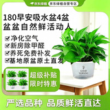 京东绿植绿萝盆栽除甲醛花卉绿植办公室新房净化空气180早安盆4盆源头直