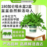 京东绿植绿萝盆栽除甲醛花卉绿植办公室新房净化空气180加仑2盆装源头直