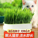 疯狂的主人猫草盆栽小麦种子6袋无土水培猫咪零食懒人种植化毛球助排成幼
