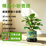 京云梦小盼菩提树盆栽盆景植物带果绿植室内禅意桌面旭日东升盆源头直发