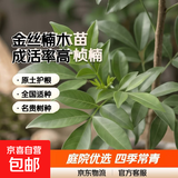 四川正宗金丝楠木苗金丝楠苗名贵小叶桢楠树苗金丝楠木苗楠木树苗 高度80-100公分2颗带原土杯