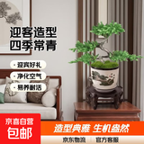 迎客松盆景植物室内松树绿植花卉小盆栽四季常青真树造型盆景树桩 4片叶迎客造型++送塑料方形盆 不含盆