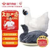 温氏供港白凤乌鸡1.6斤 散养土鸡 冷冻食品 乌鸡汤煲汤食材 100天以上