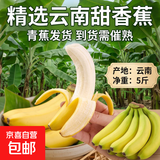 精选云南甜香蕉  青蕉发货 到货需催熟  甜香软糯 八朵 云南甜香蕉净重5斤（需催熟）