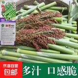 甜杆高梁种子北方甘蔗种子高粱种子高糖度甜脆多汁甜棒水果种子 甘甜甜杆高粱种子约1500粒5包